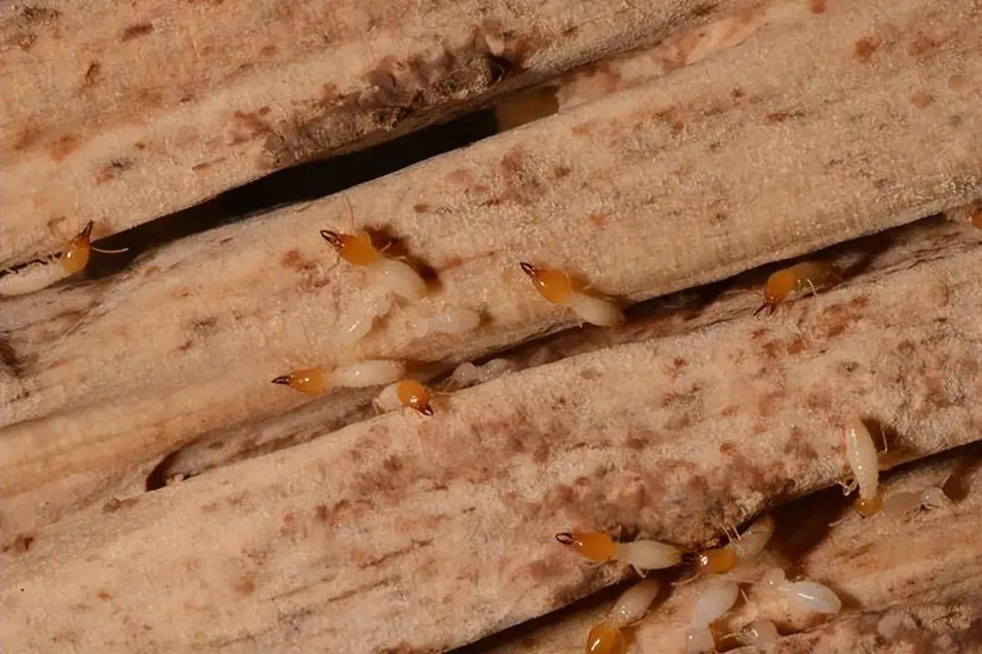 白蚁能腐蚀什么贵金属(白蚁能腐蚀什么贵金属产品)
